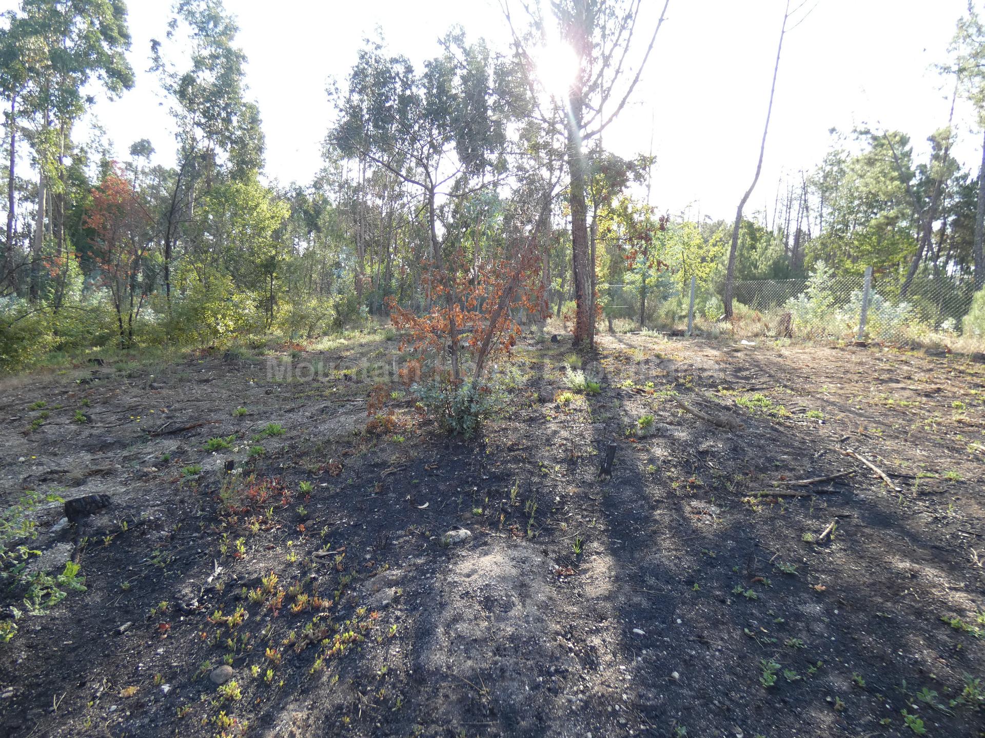 Quintinha  Venda em Paços da Serra,Gouveia