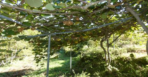 Quinta  Venda em Sandomil,Seia