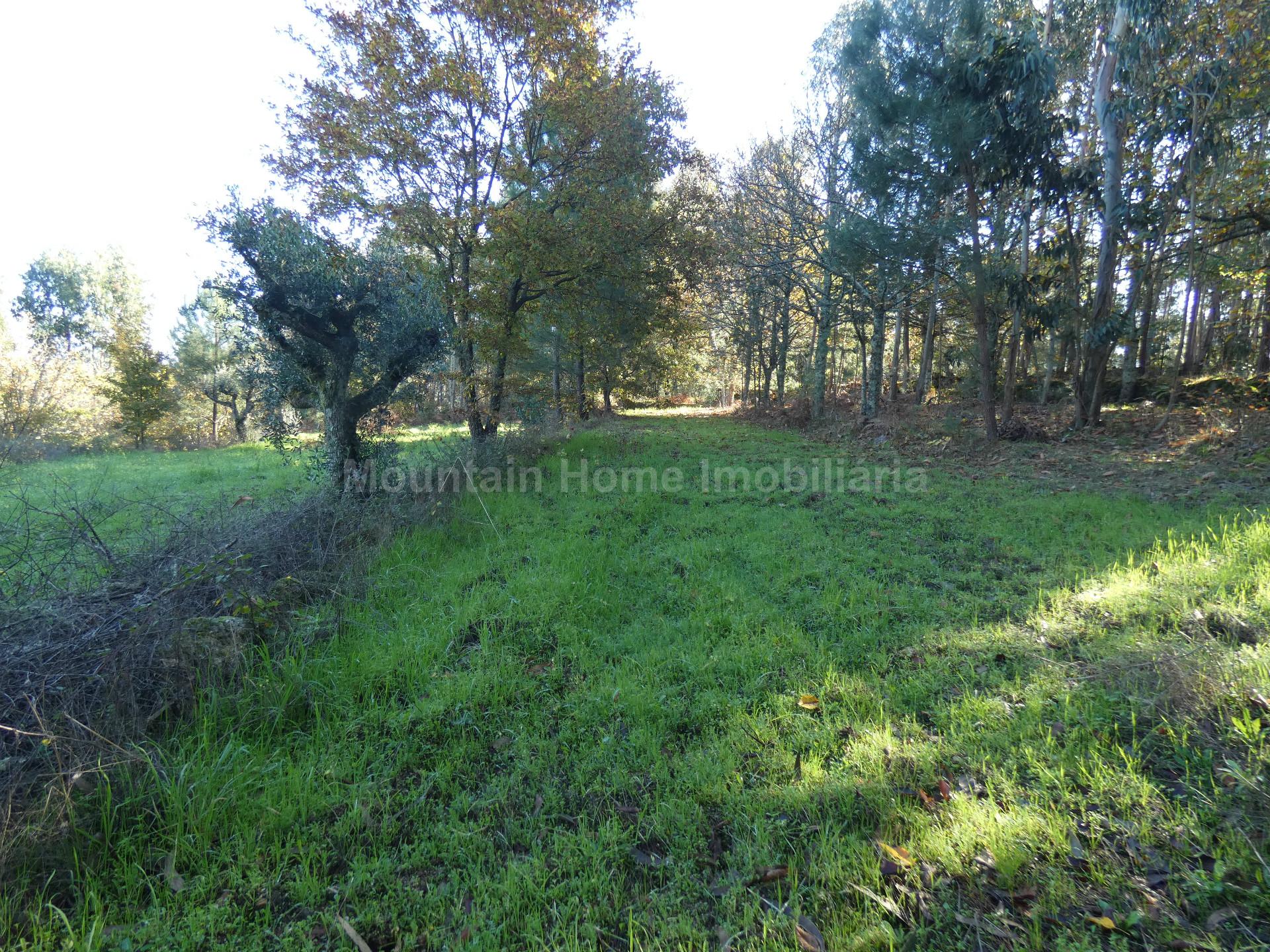 Quintinha  Venda em Nespereira,Gouveia