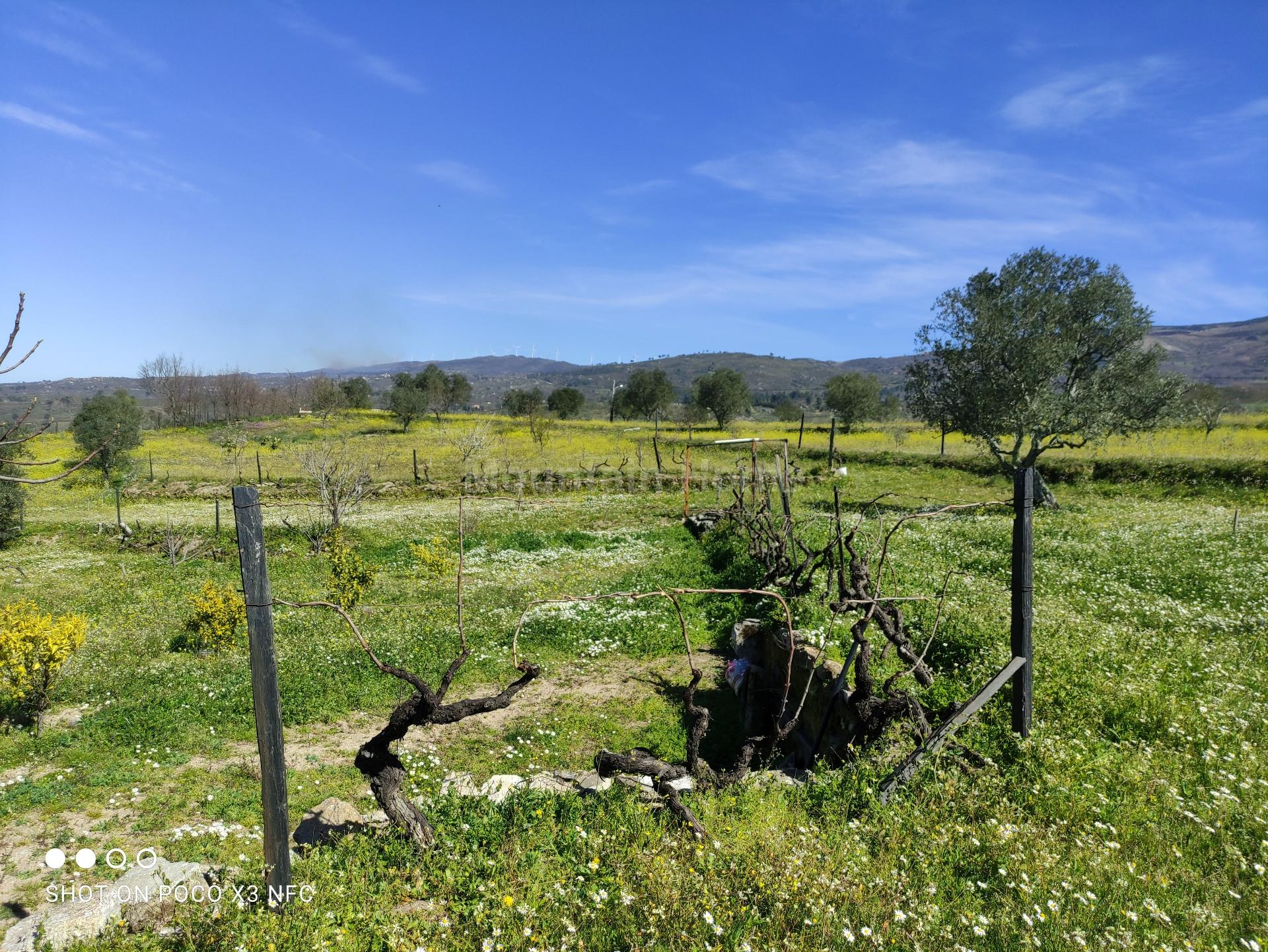 Quinta  Venda em Carrapichana,Celorico da Beira