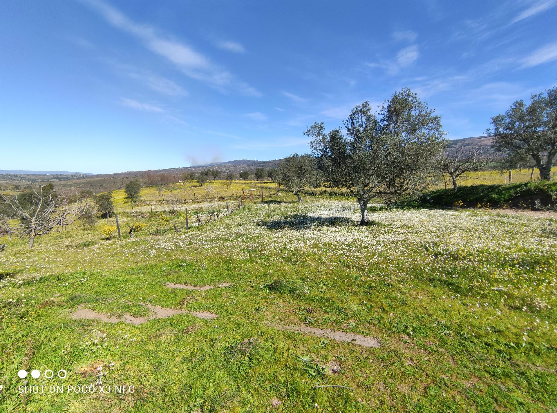 Quinta  Venda em Carrapichana,Celorico da Beira