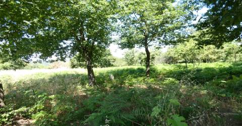 Quinta  Venda em Seia, São Romão e Lapa dos Dinheiros,Seia
