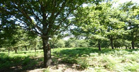 Quinta  Venda em Seia, São Romão e Lapa dos Dinheiros,Seia