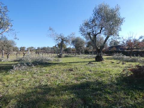 Quinta  Venda em Paranhos,Seia