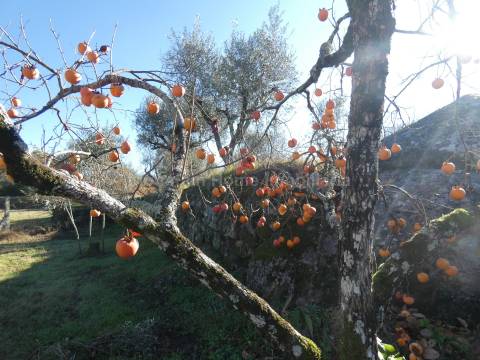 Quinta  Venda em Paranhos,Seia