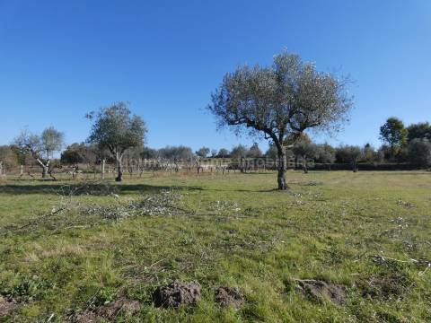 Quinta  Venda em Paranhos,Seia