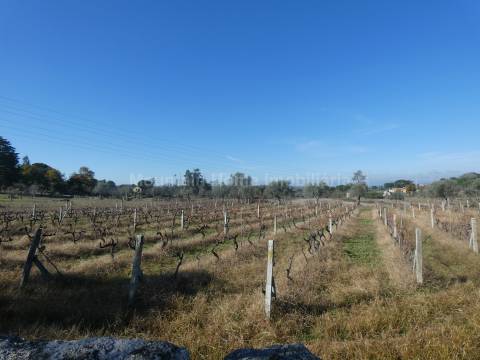 Quinta  Venda em Paranhos,Seia