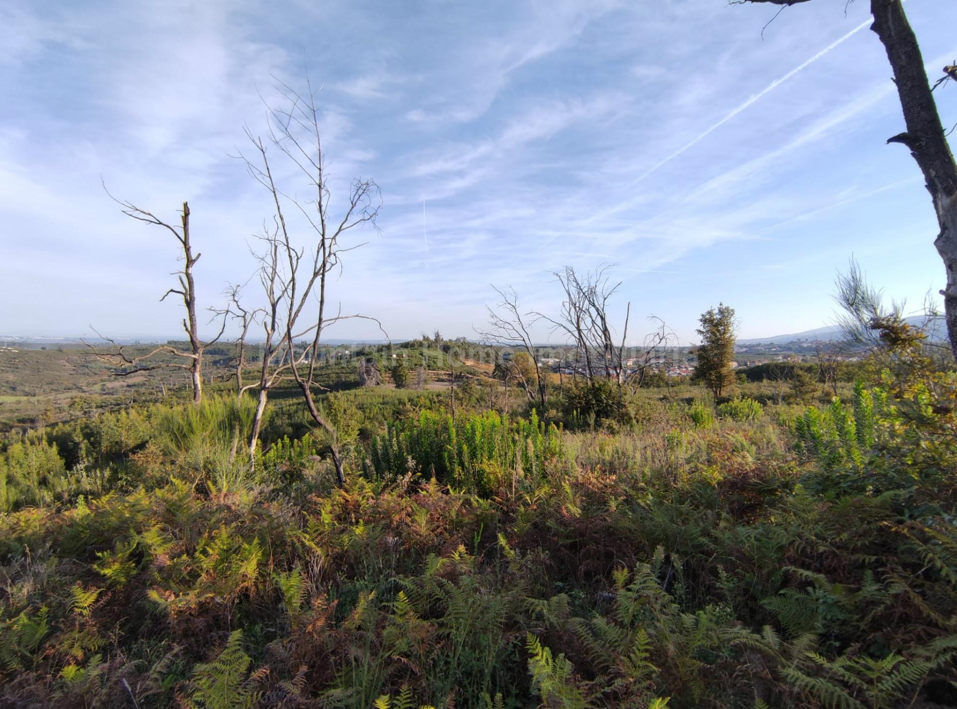 Quinta  Venda em Torrozelo e Folhadosa,Seia