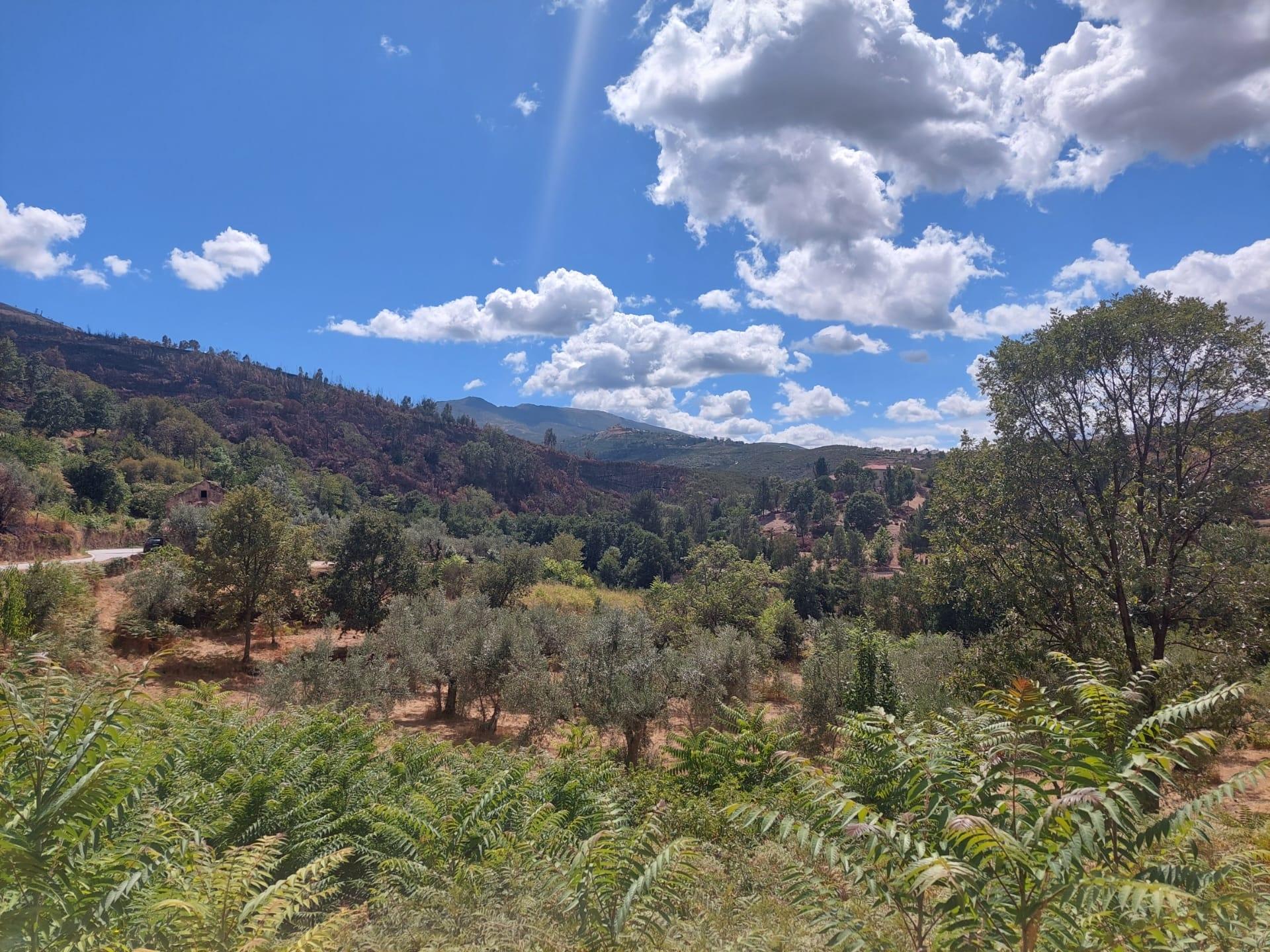 Quintinha  Venda em Figueiró da Serra e Freixo da Serra,Gouveia