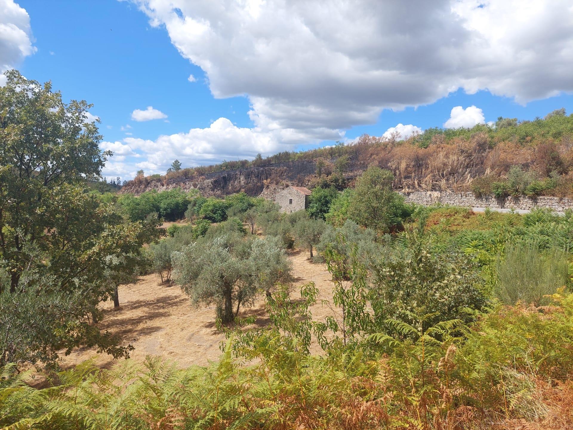 Quintinha  Venda em Figueiró da Serra e Freixo da Serra,Gouveia