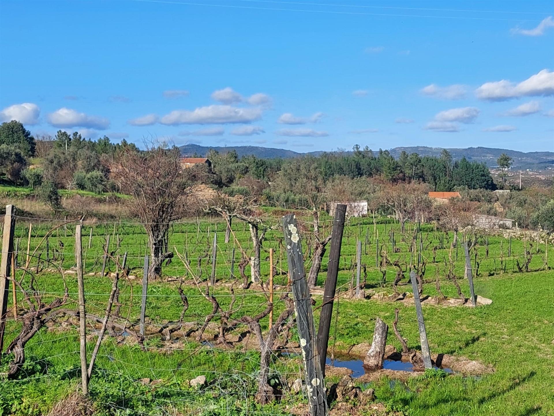 Quinta  Venda em Ribamondego,Gouveia