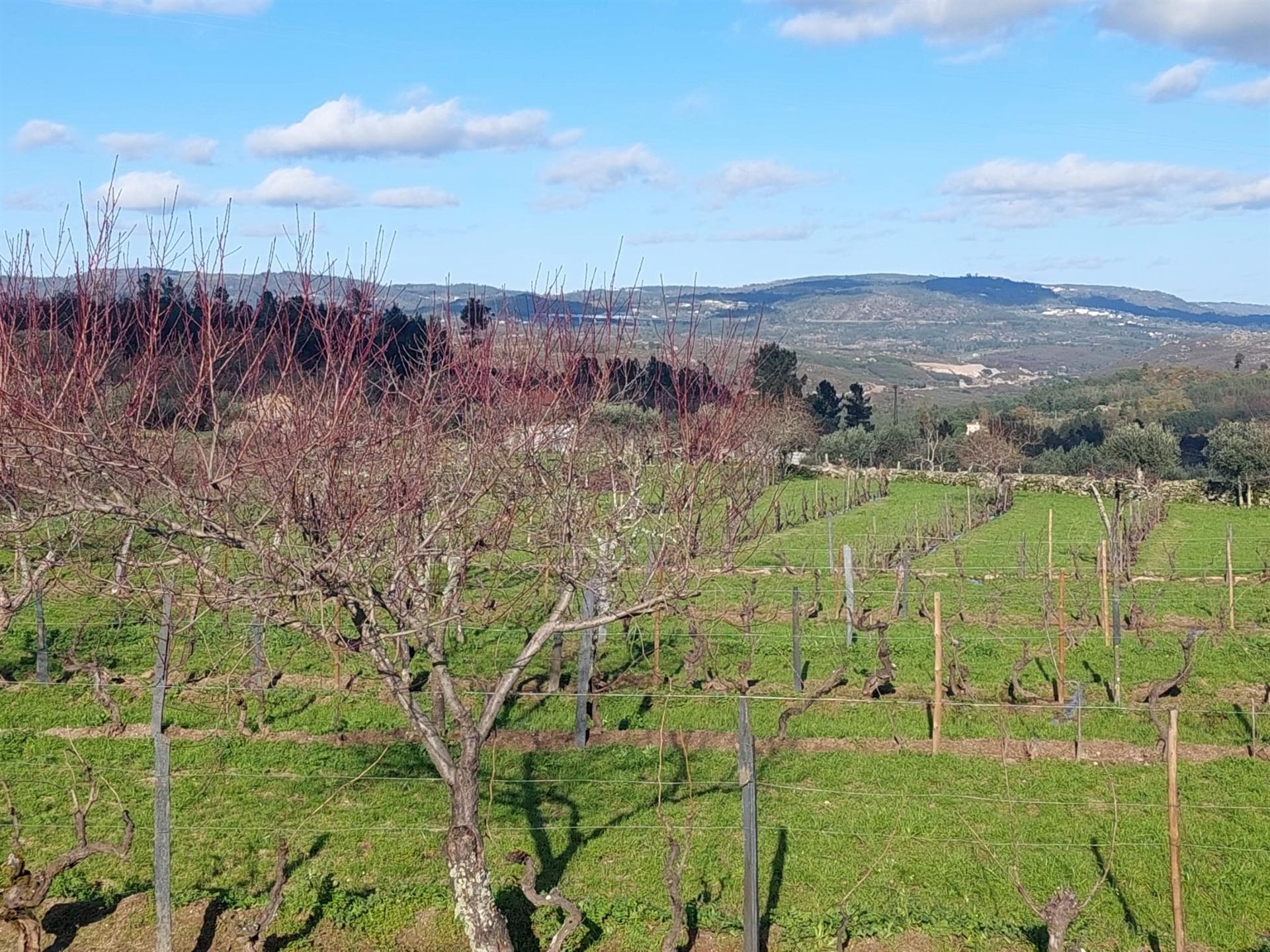 Quinta  Venda em Ribamondego,Gouveia