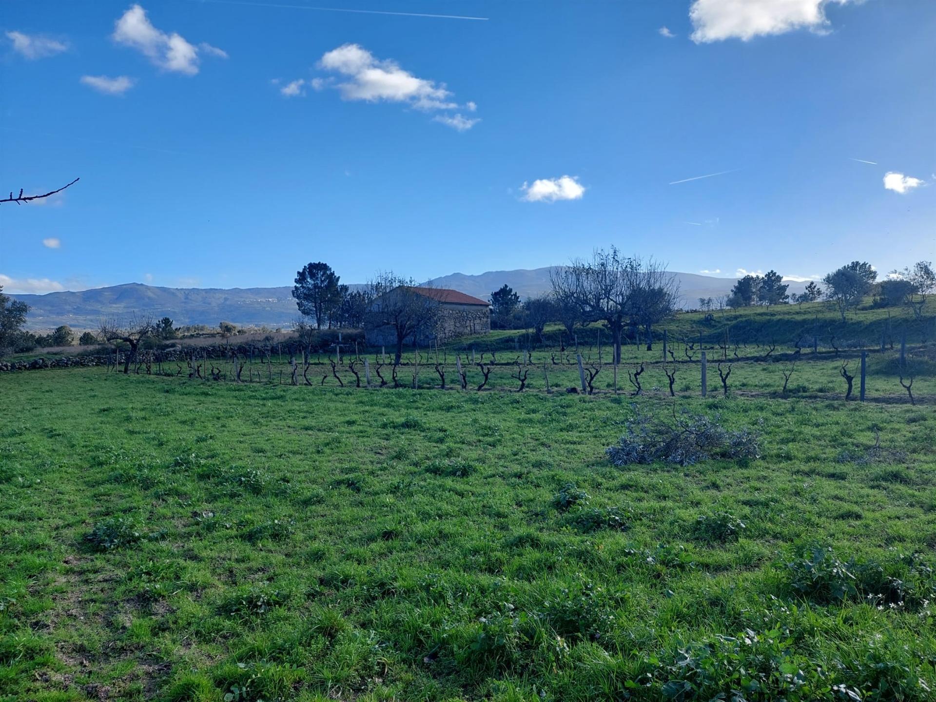 Quinta  Venda em Ribamondego,Gouveia