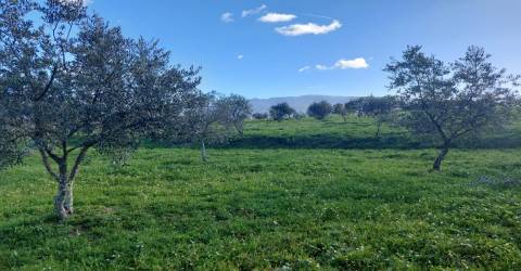 Quinta  Venda em Ribamondego,Gouveia