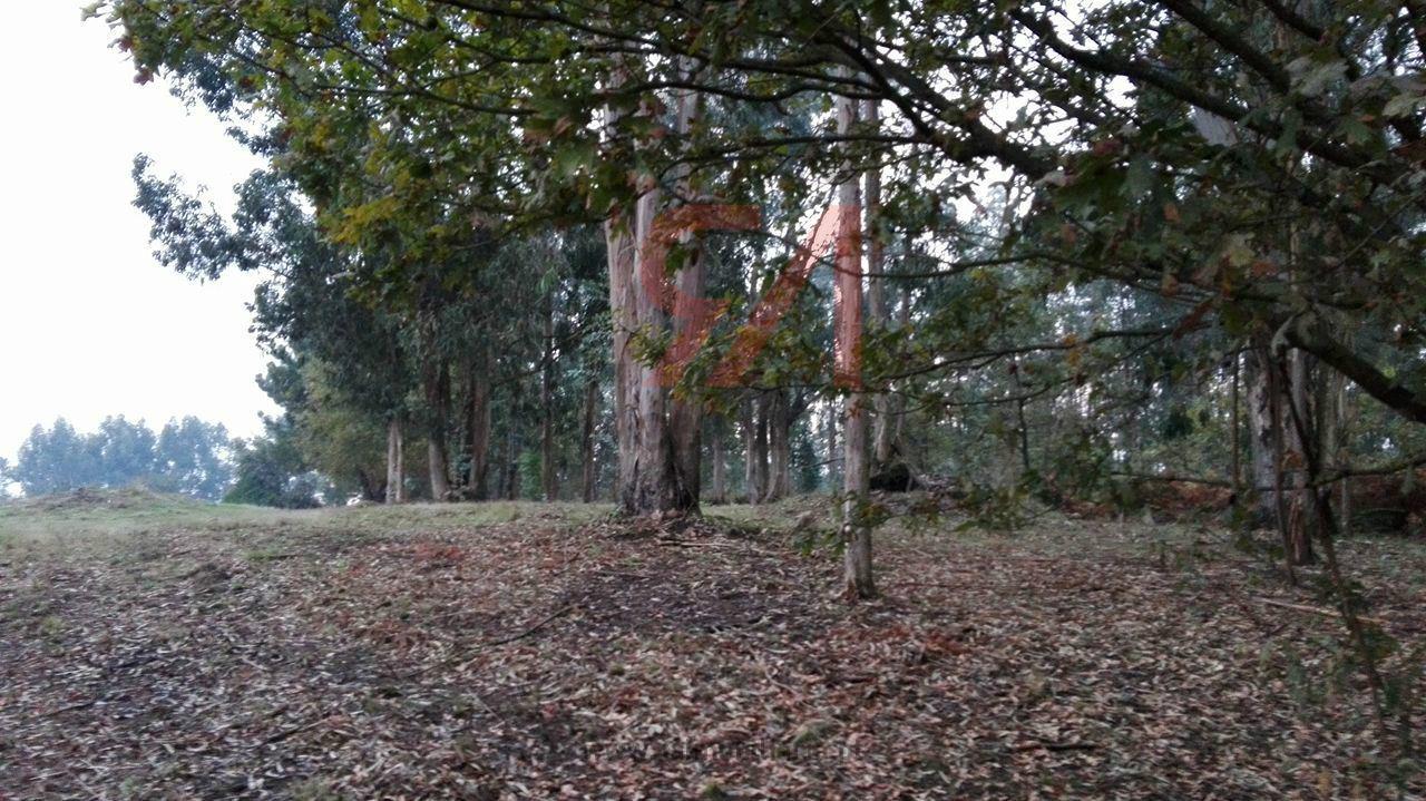 Terreno  Venda em Carvalhosa,Paços de Ferreira