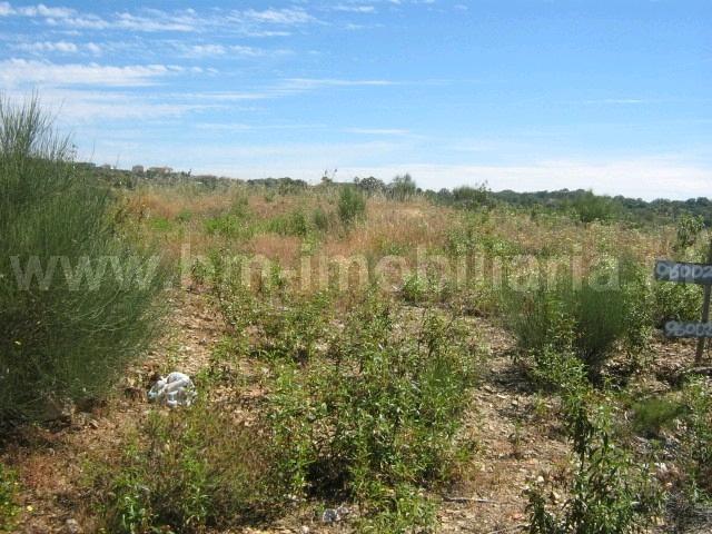 Lote de Terreno  Venda em Castelo Branco,Castelo Branco