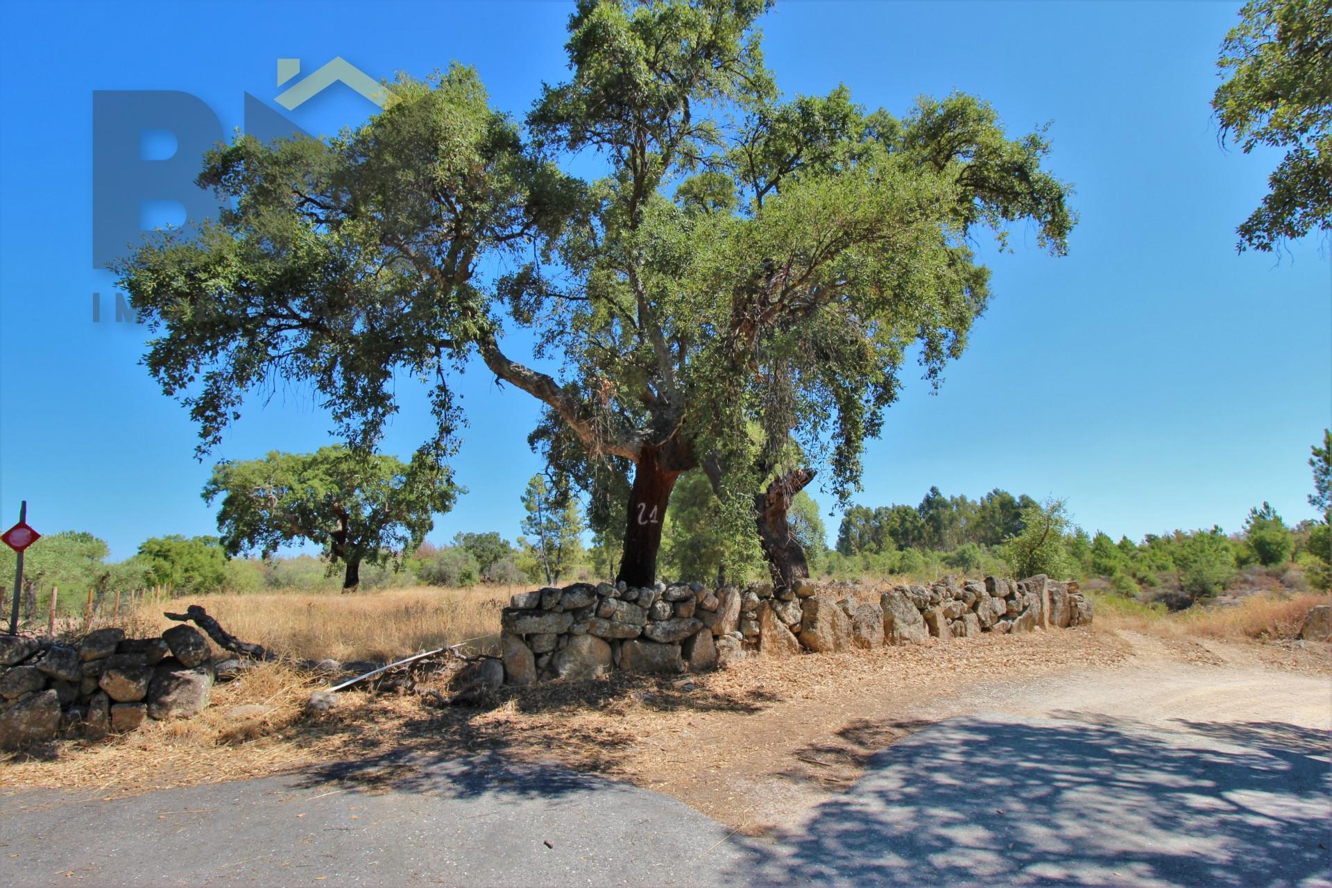 Quintinha  Venda em Escalos de Cima e Lousa,Castelo Branco