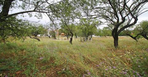 Terreno Para Construção  Venda em Conceição e Estoi,Faro