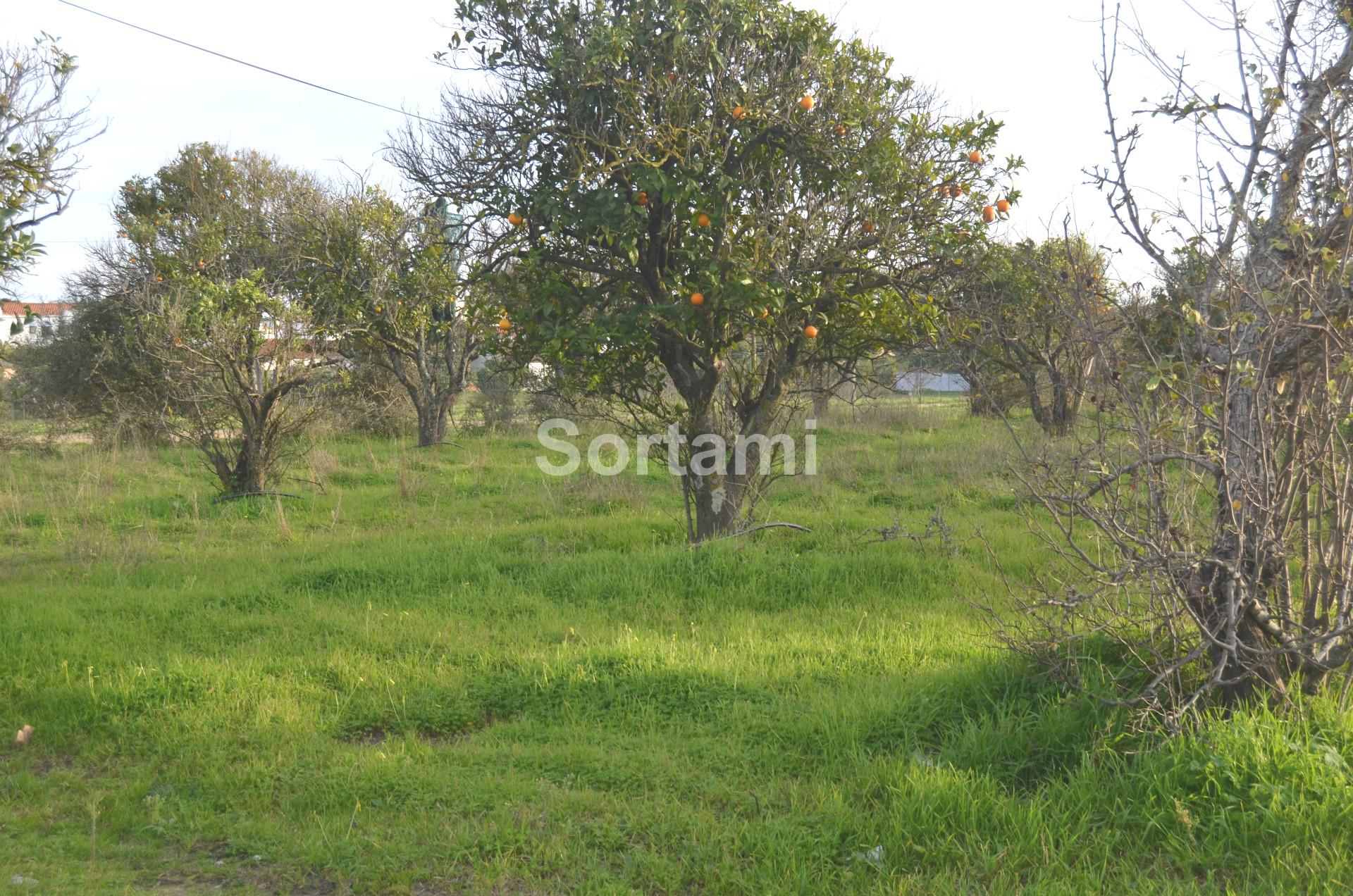 Terreno Rústico  Venda em Albufeira e Olhos de Água,Albufeira