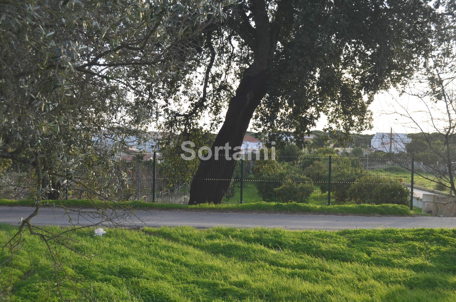 Terreno Rústico  Venda em Albufeira e Olhos de Água,Albufeira