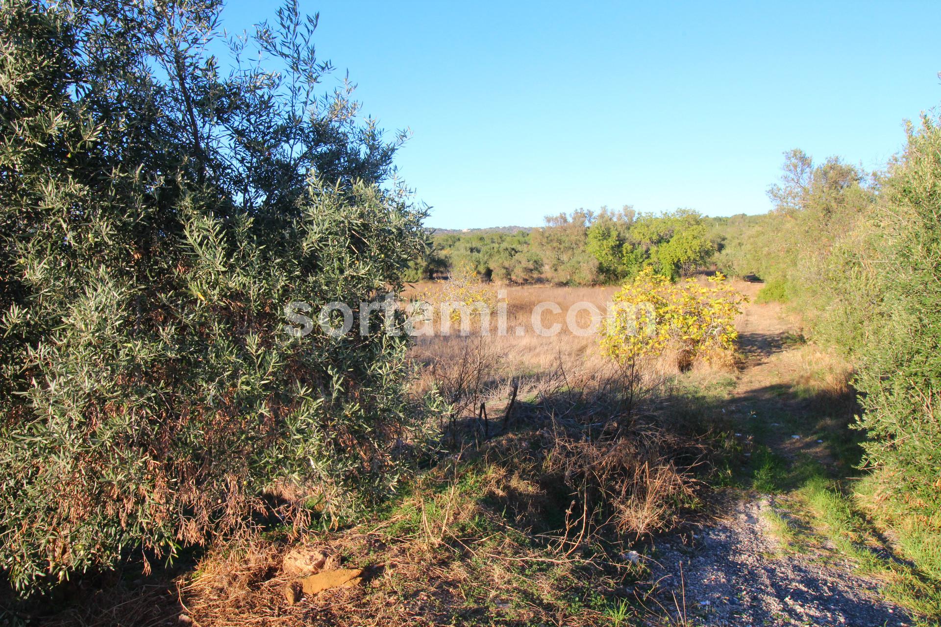 Terreno Para Construção  Venda em Boliqueime,Loulé