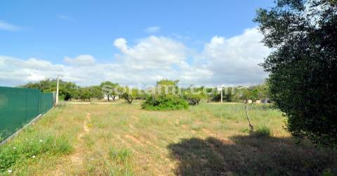 Terreno Rústico  Venda em Pechão,Olhão