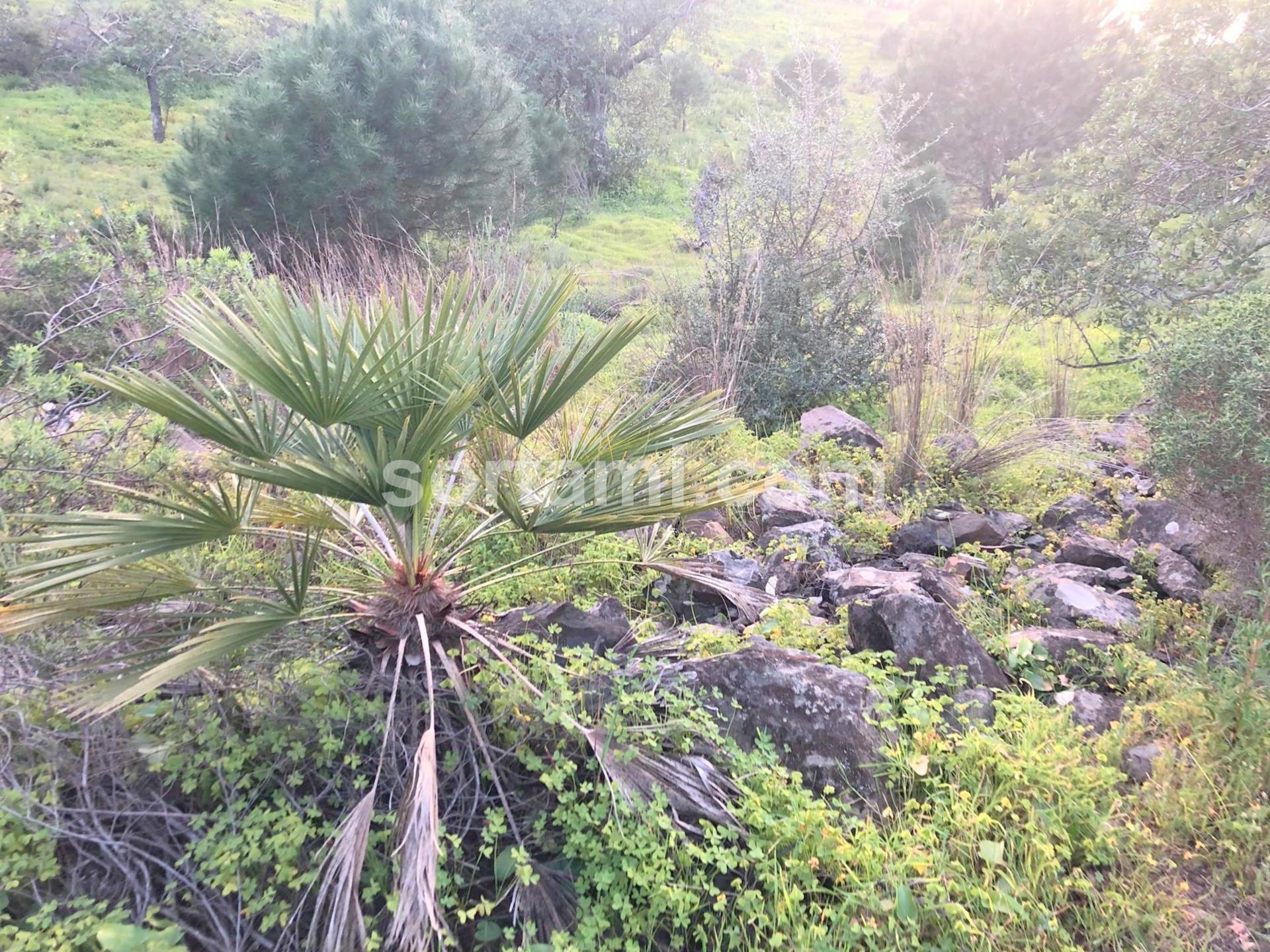 Terreno Rústico  Venda em Castro Marim,Castro Marim