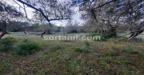 Terreno Rústico  Venda em Almancil,Loulé