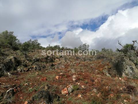 Terreno Rústico  Venda em Loulé (São Clemente),Loulé
