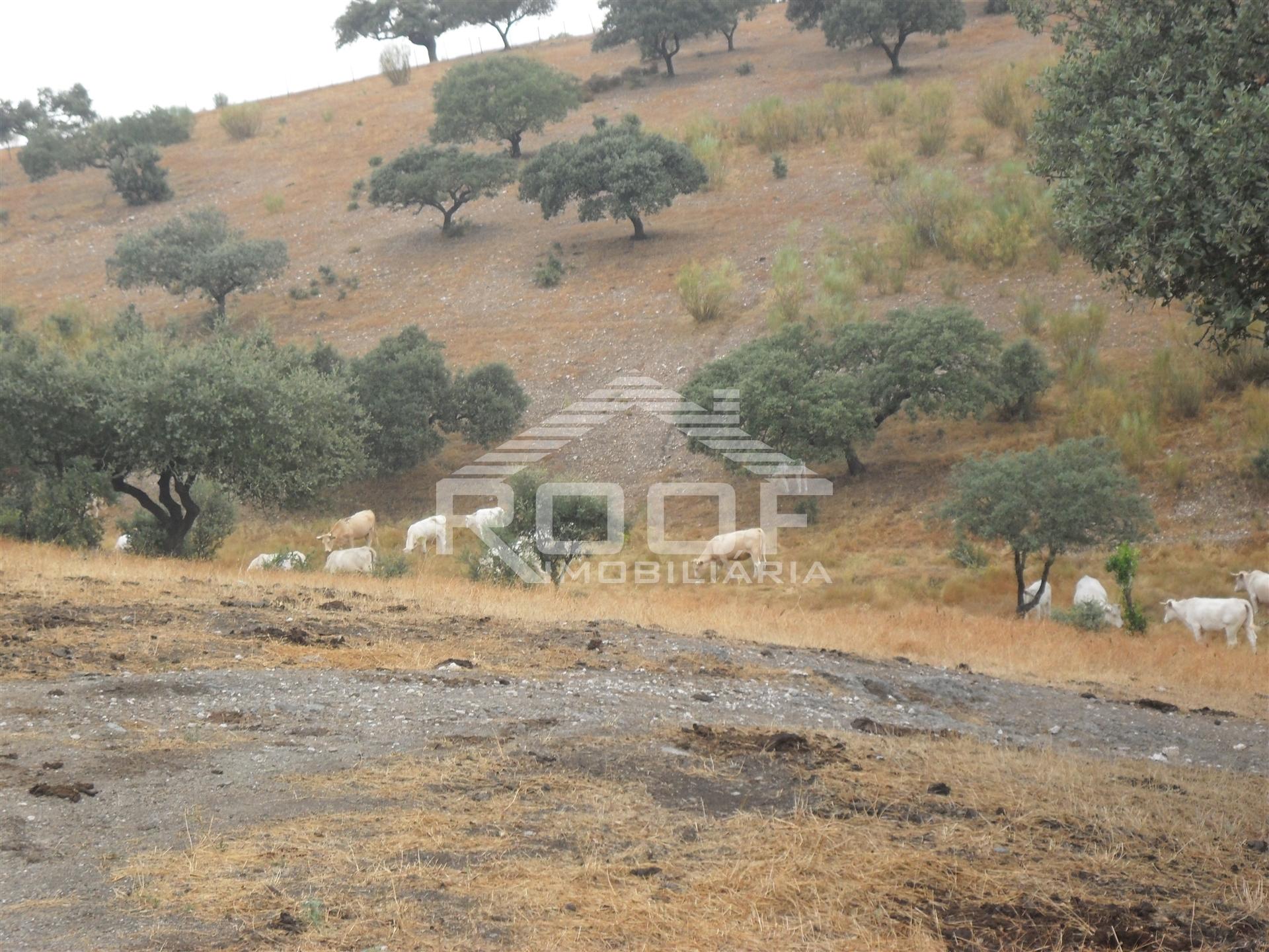 Quinta  Venda em Póvoa de São Miguel,Moura