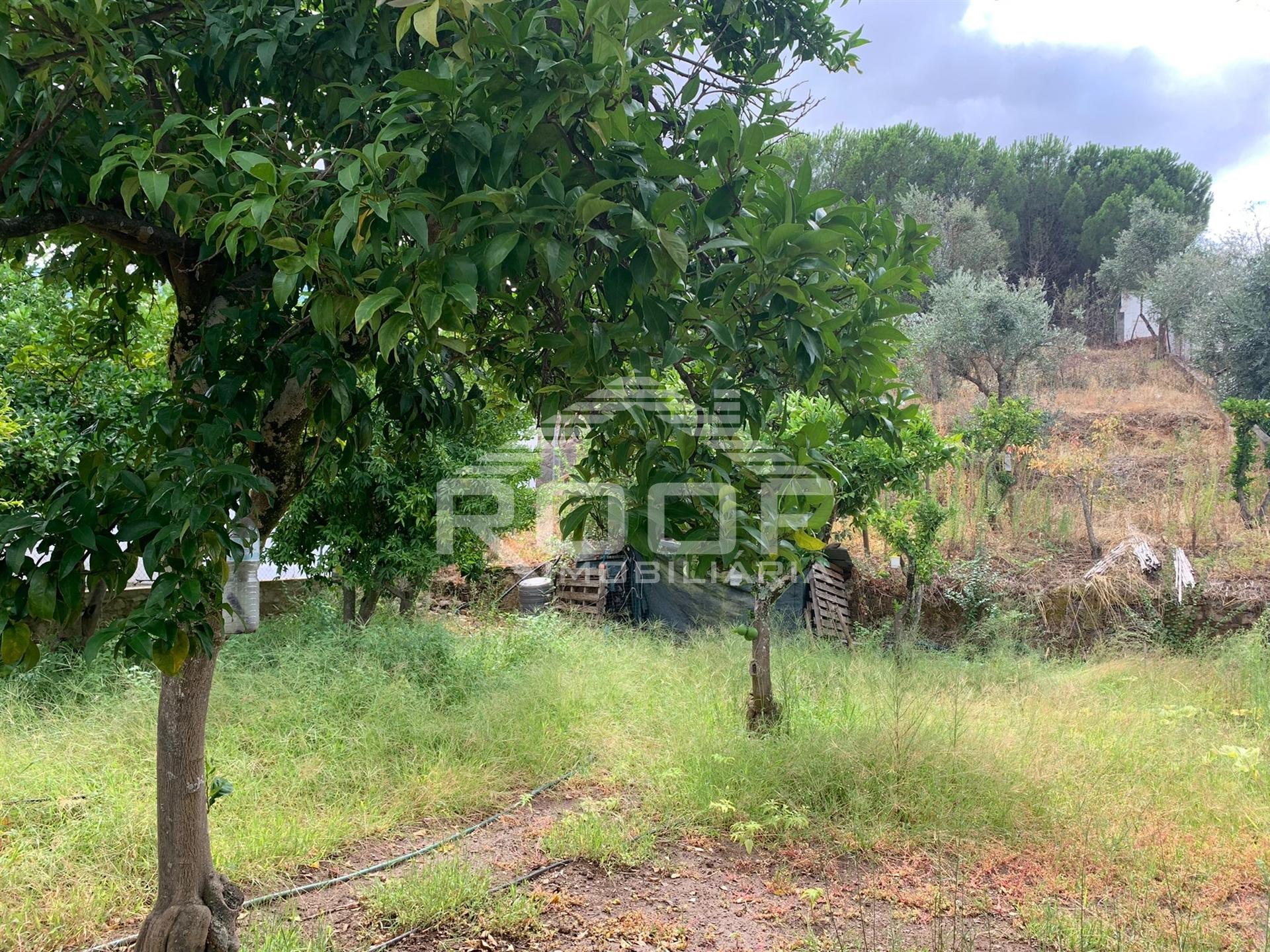 Terreno Para Construção  Venda em Redondo,Redondo