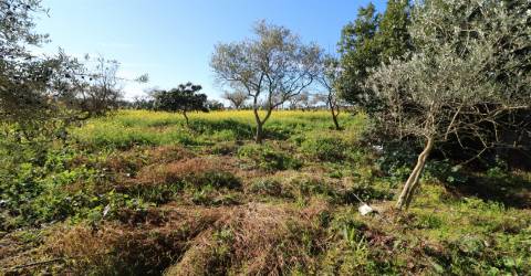 Armazém  Venda em São Bartolomeu do Outeiro e Oriola,Portel