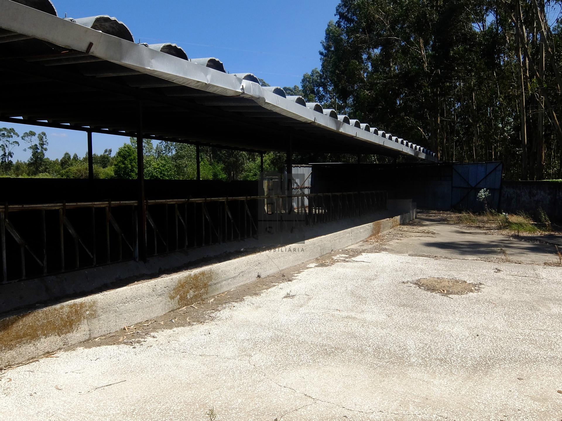 Armazém  Venda em Loureiro,Oliveira de Azeméis