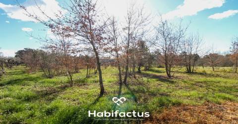 Terreno em Mangualde