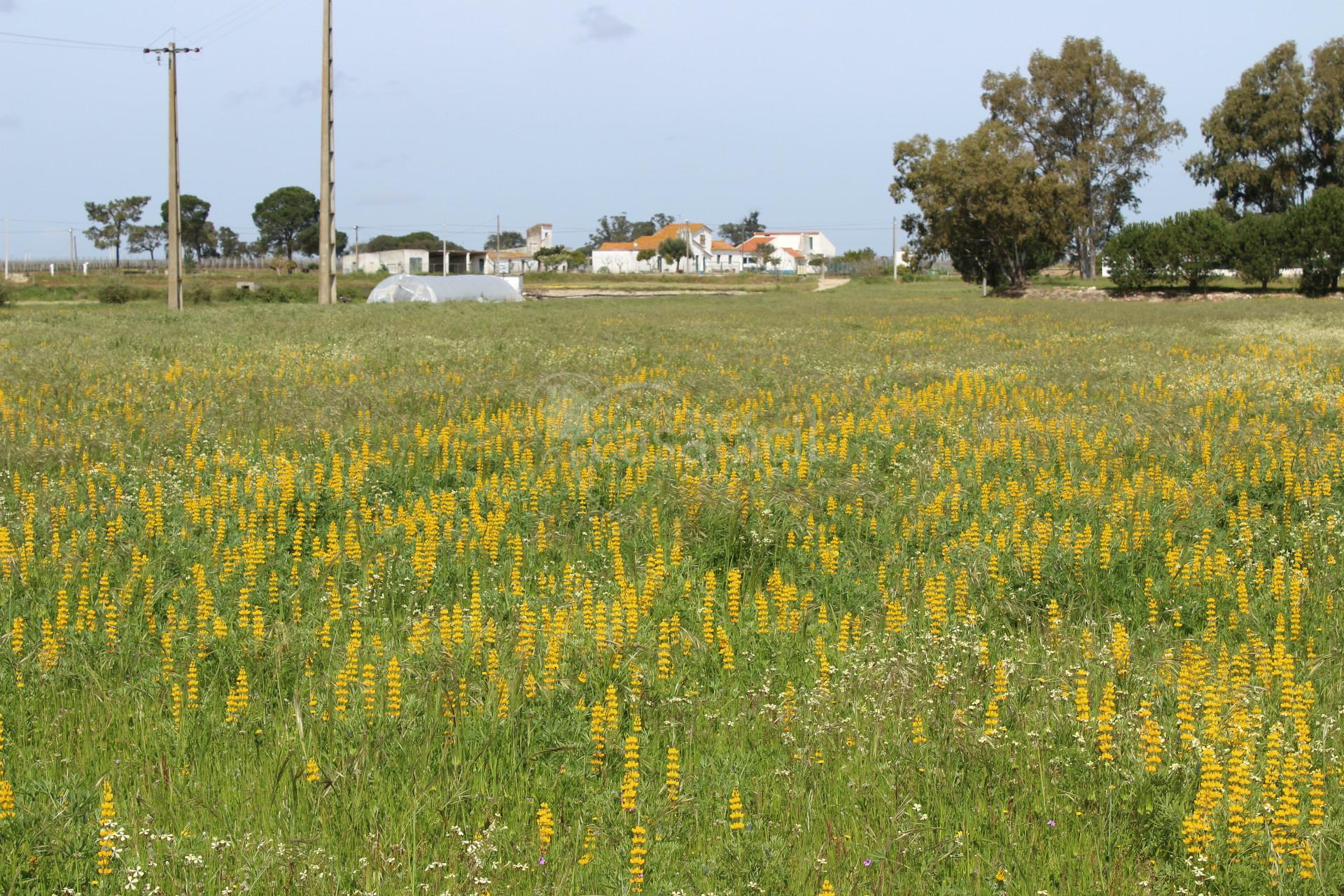 Terreno Misto  Venda em Pegões,Montijo