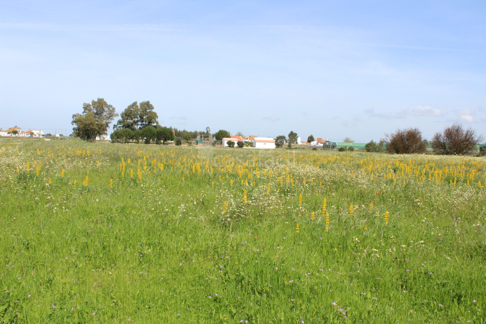 Terreno Misto  Venda em Pegões,Montijo