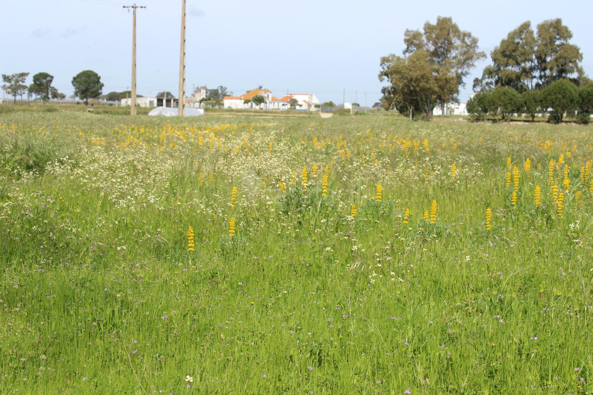 Terreno Misto  Venda em Pegões,Montijo