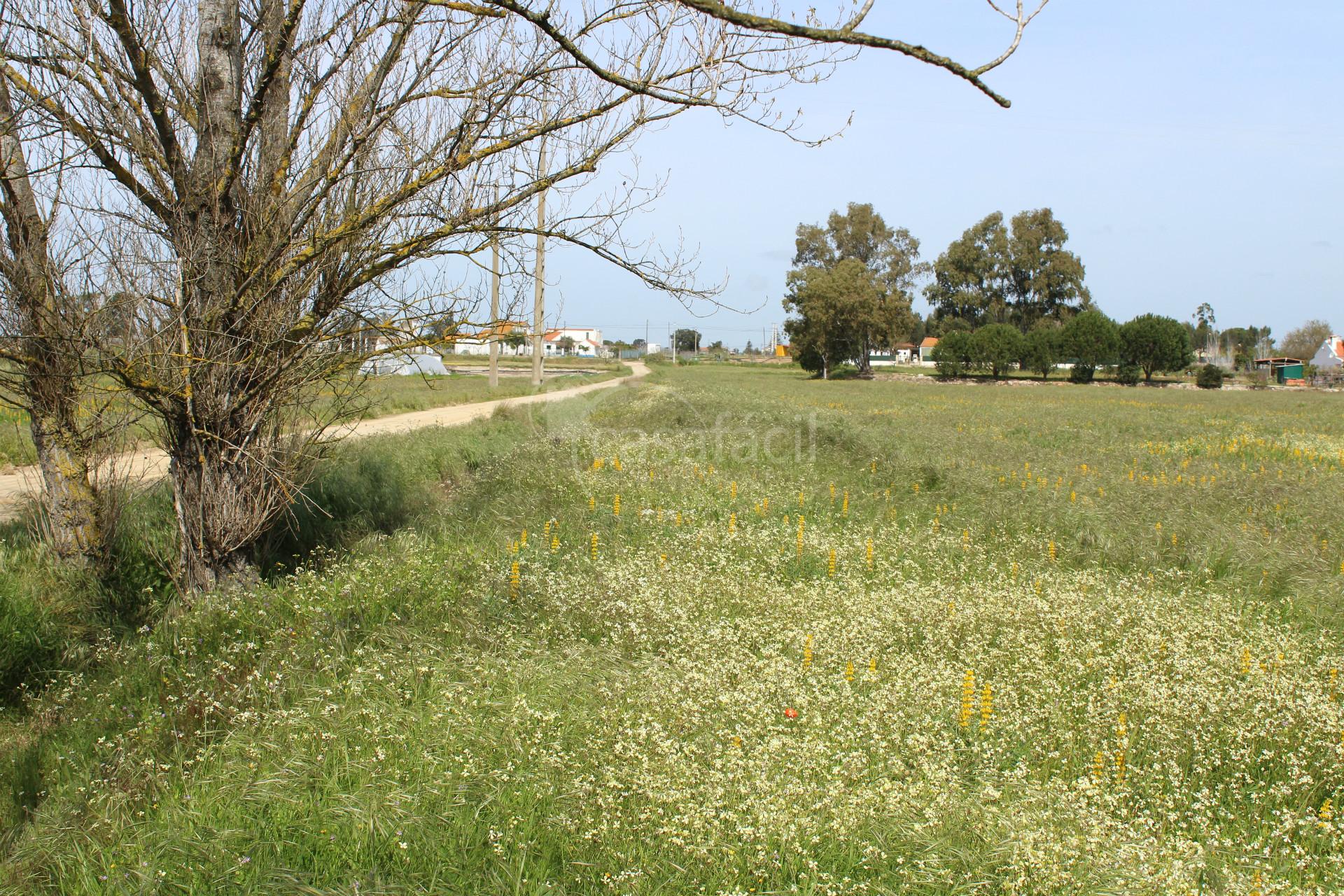 Terreno Misto  Venda em Pegões,Montijo