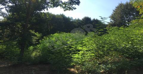 Terreno de 7 hectares com 3 casas em pedra para restauro