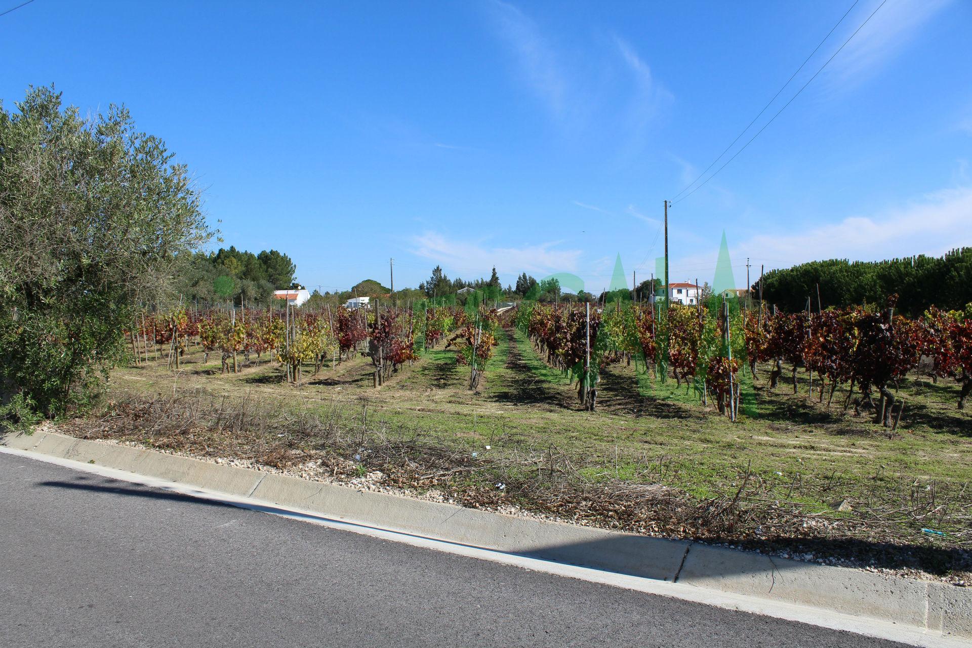 Lote de Terreno  Venda em Cartaxo e Vale da Pinta,Cartaxo