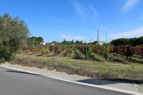 Lote de Terreno  Venda em Cartaxo e Vale da Pinta,Cartaxo