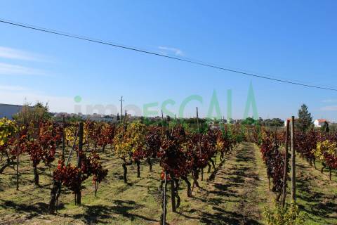 Lote de Terreno  Venda em Cartaxo e Vale da Pinta,Cartaxo