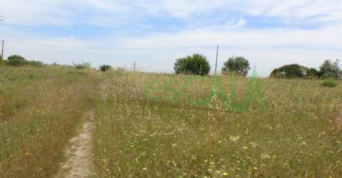 Terreno Rústico  Venda em Cartaxo e Vale da Pinta,Cartaxo