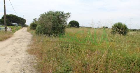 Terreno Rústico  Venda em Cartaxo e Vale da Pinta,Cartaxo