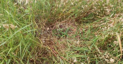 Terreno Rústico  Venda em Cartaxo e Vale da Pinta,Cartaxo