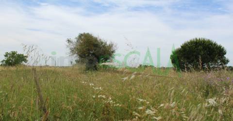 Terreno Rústico  Venda em Cartaxo e Vale da Pinta,Cartaxo