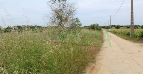 Terreno Rústico  Venda em Cartaxo e Vale da Pinta,Cartaxo