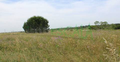 Terreno Rústico  Venda em Cartaxo e Vale da Pinta,Cartaxo