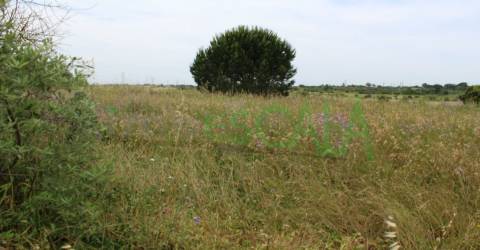 Terreno Rústico  Venda em Cartaxo e Vale da Pinta,Cartaxo