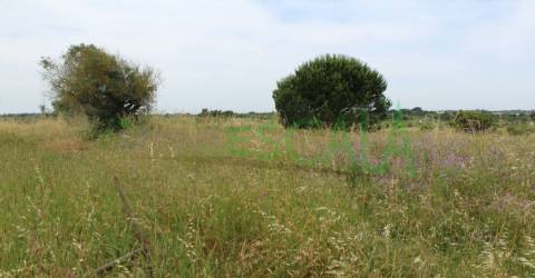 Terreno Rústico  Venda em Cartaxo e Vale da Pinta,Cartaxo